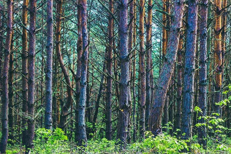 tree, plant, vegetation, forest, nature, land, outdoors, woodland HD wallpaper