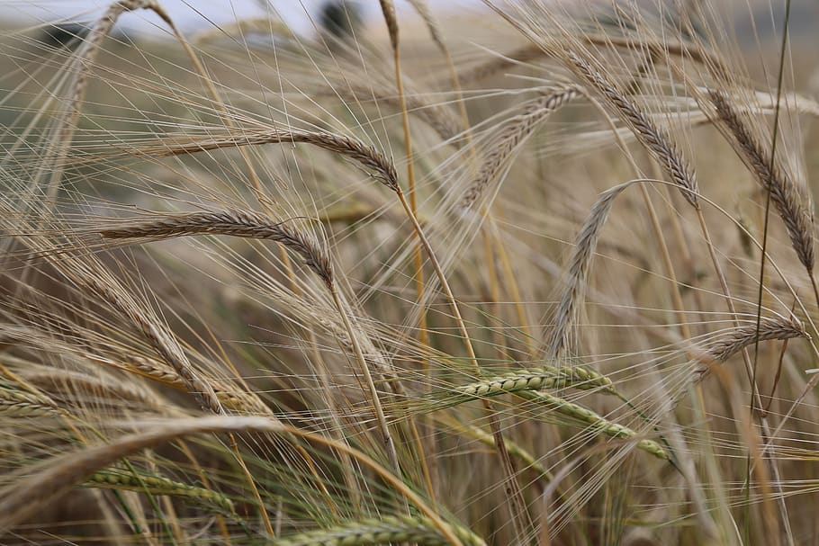 wheat, spike, grain, agriculture, plant, nature, growth, crop HD wallpaper