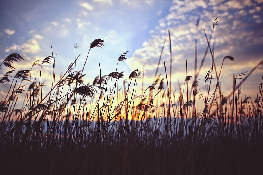 Phragmites by sunset, nature, reed, growth, plant, beauty in nature HD wallpaper