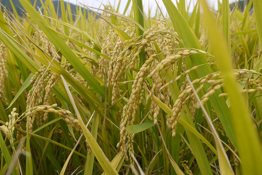 cereal plant, crop, growth, agriculture, field, rural scene HD wallpaper