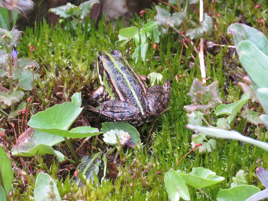 frog, moss, amphibian, plant, growth, nature, leaf, animal wildlife HD wallpaper