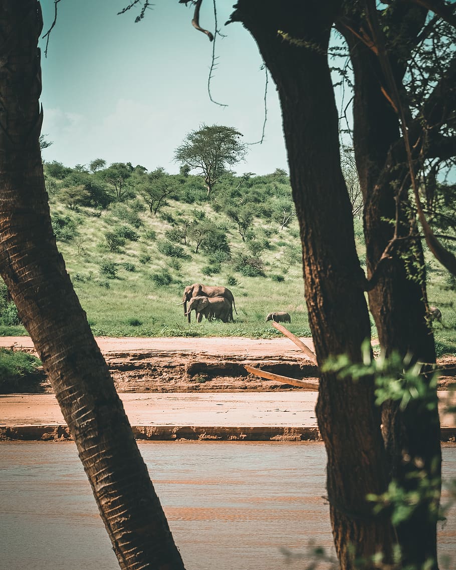 tree, plant, wildlife, kenya, animal, elephant, mammal, tree trunk HD wallpaper
