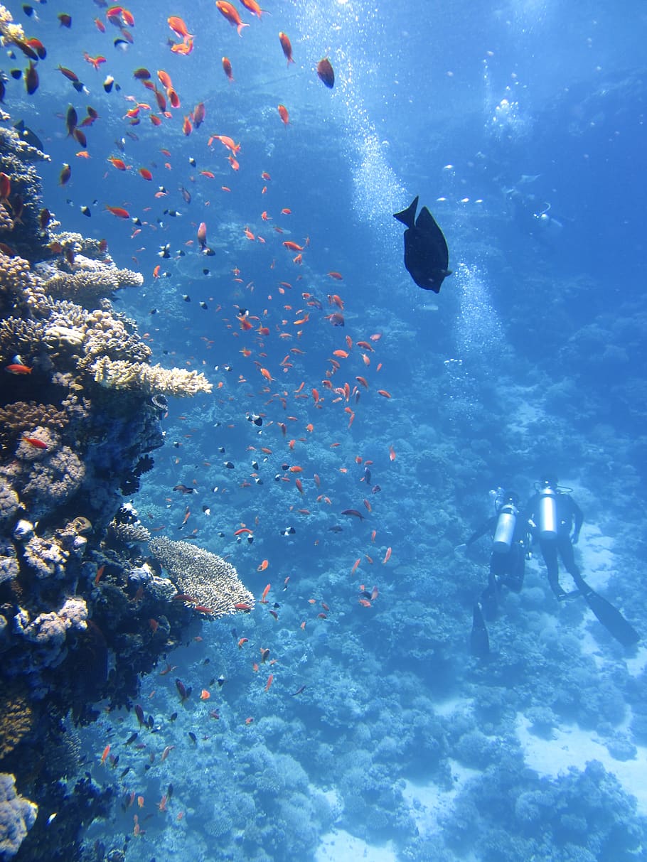 2 Divers on Sea Ground, animals, corals, deep, fishes, natural HD wallpaper