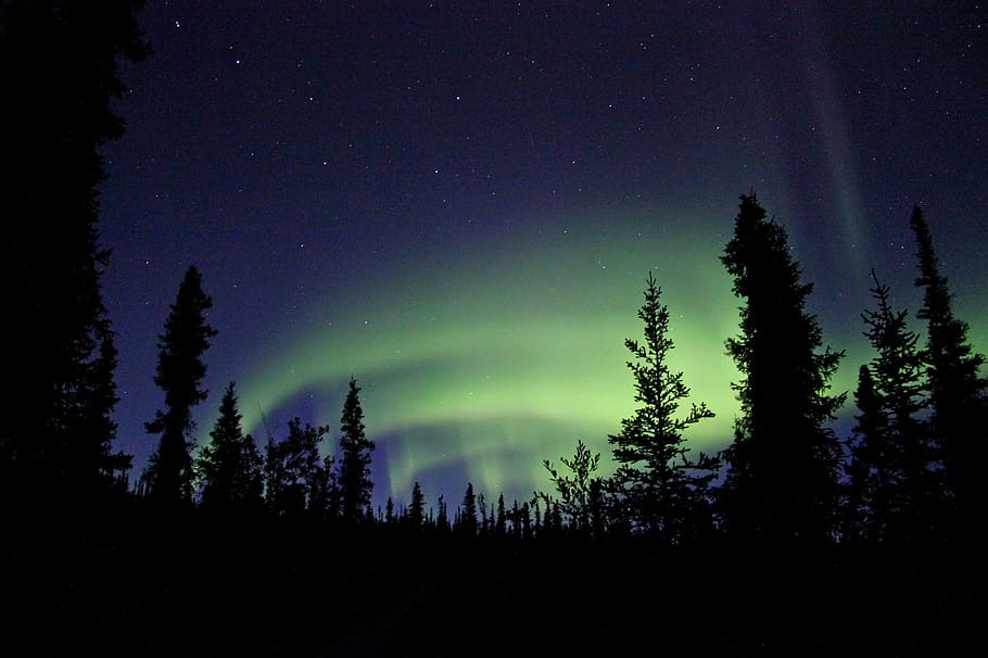 aurora, borealis, northern, light, nature, color, green, tree HD wallpaper