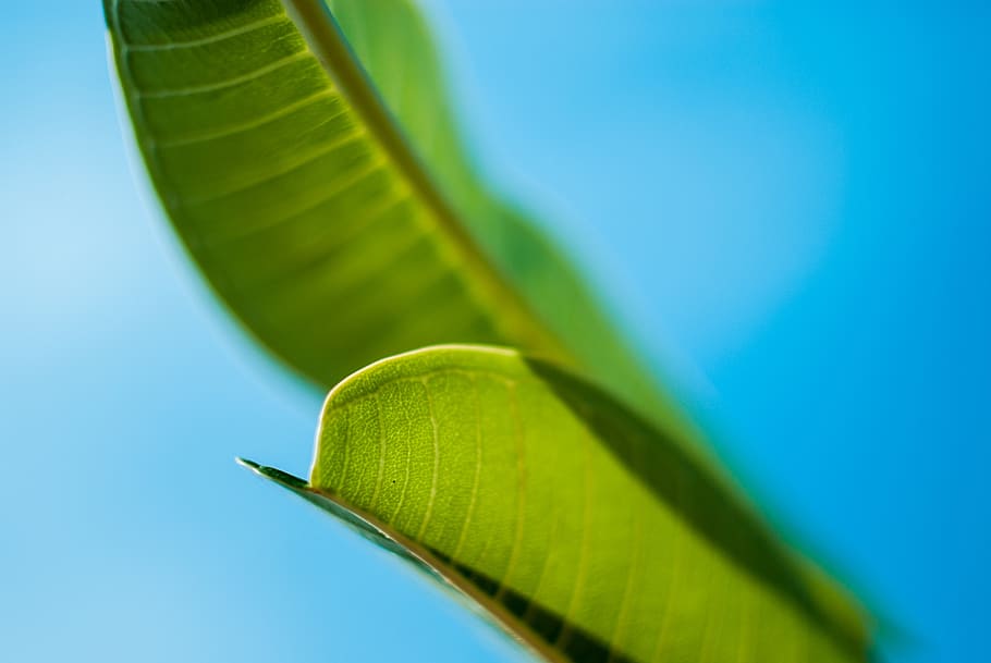 leaf, green, sky, plant, fresh, closeup, summer, nature, contrast HD wallpaper