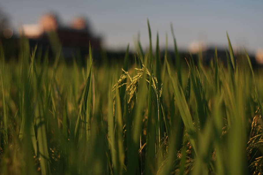 Rice Field Photo, blur, close-up, crop, farm, farmland, grass HD wallpaper