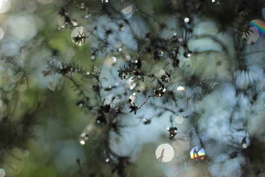 spain, olot, tree, abstract, dew, branch, morning, riverside HD wallpaper