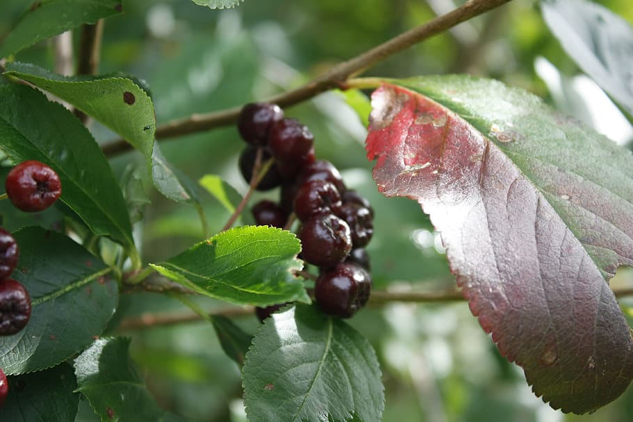 suomi, keuruu, tree, berry, green, leaves, nature, leaf, plant part HD wallpaper