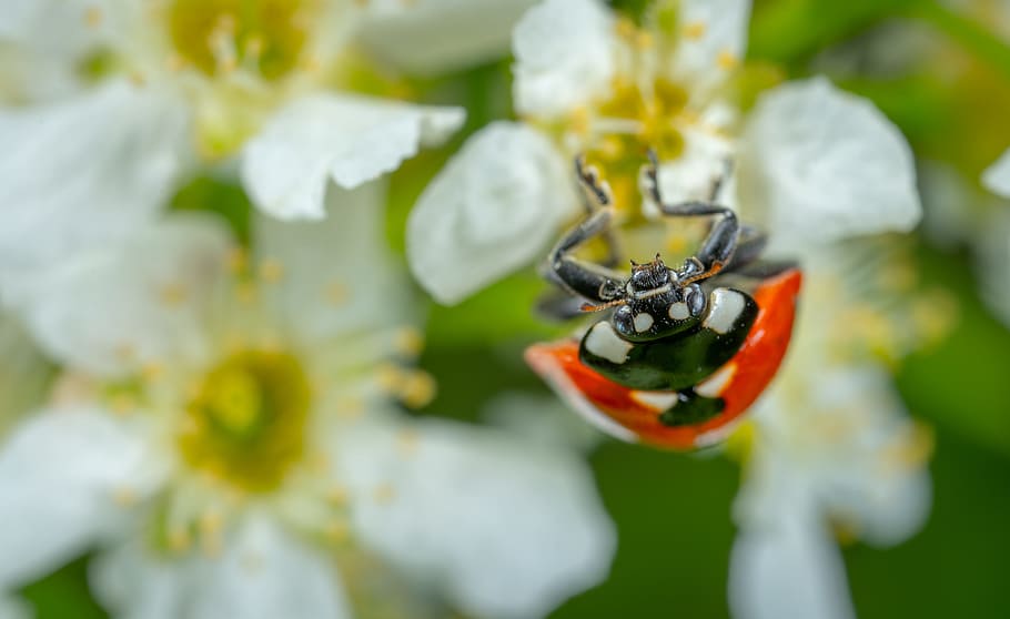 Selective Focus Photography of Ladybug Perched on White Petaled Flower HD wallpaper