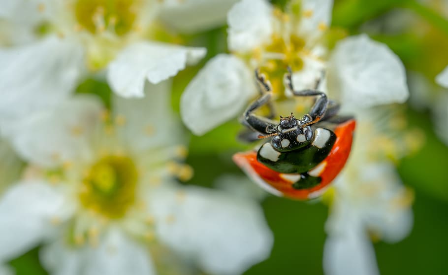 ladybug on white petaled flower, close-up, insect, invertebrate HD wallpaper