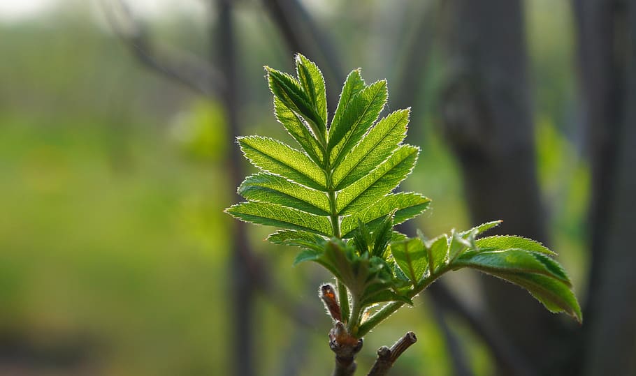 nature, plants, tree, branch, green, foliage, young, spring HD wallpaper