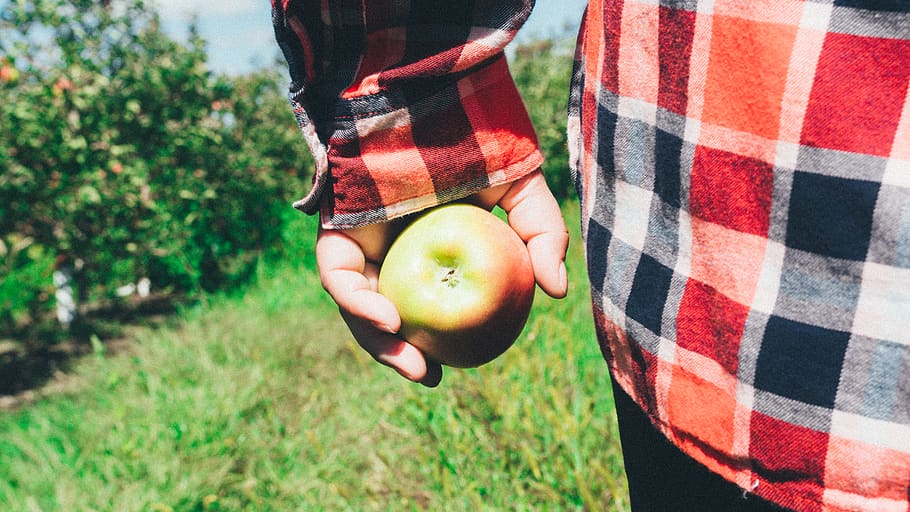 canada, essex, hand, plaid, woman, girl, apple, feild, farm HD wallpaper