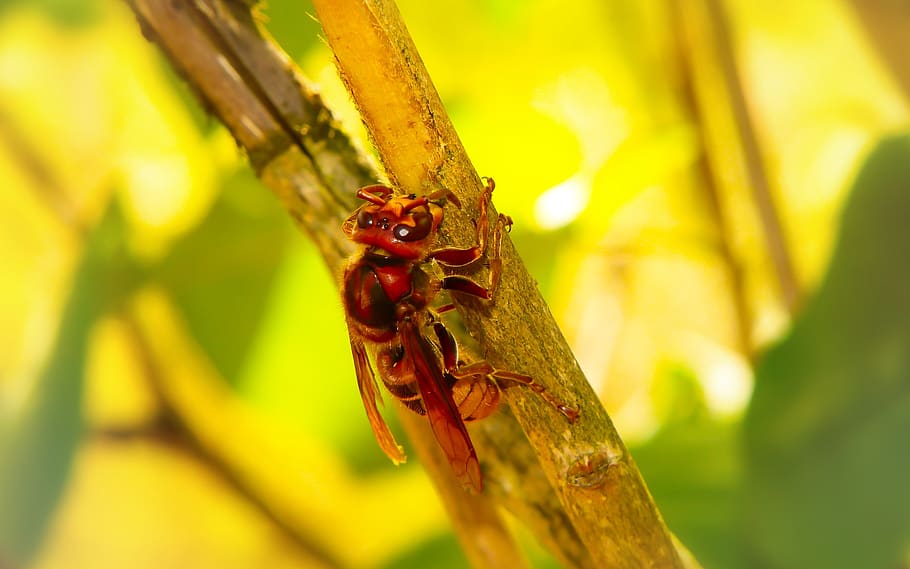 european hornet, insect, work, socket, wood, animals, nature HD wallpaper