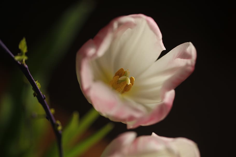 tulip, stamp, blossom, bloom, plant, nature, spring, close up HD wallpaper