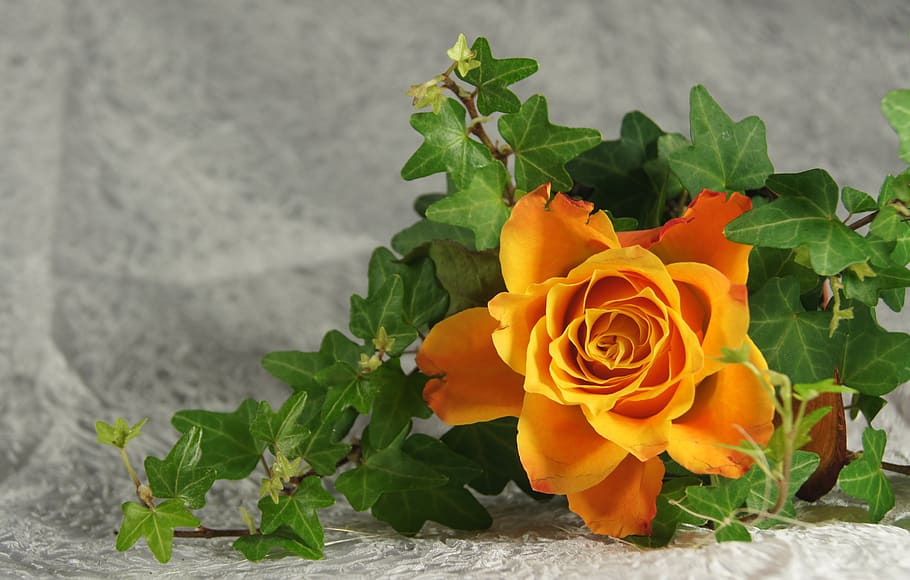 map, flower, orange, greeting, flowering plant, beauty in nature HD wallpaper