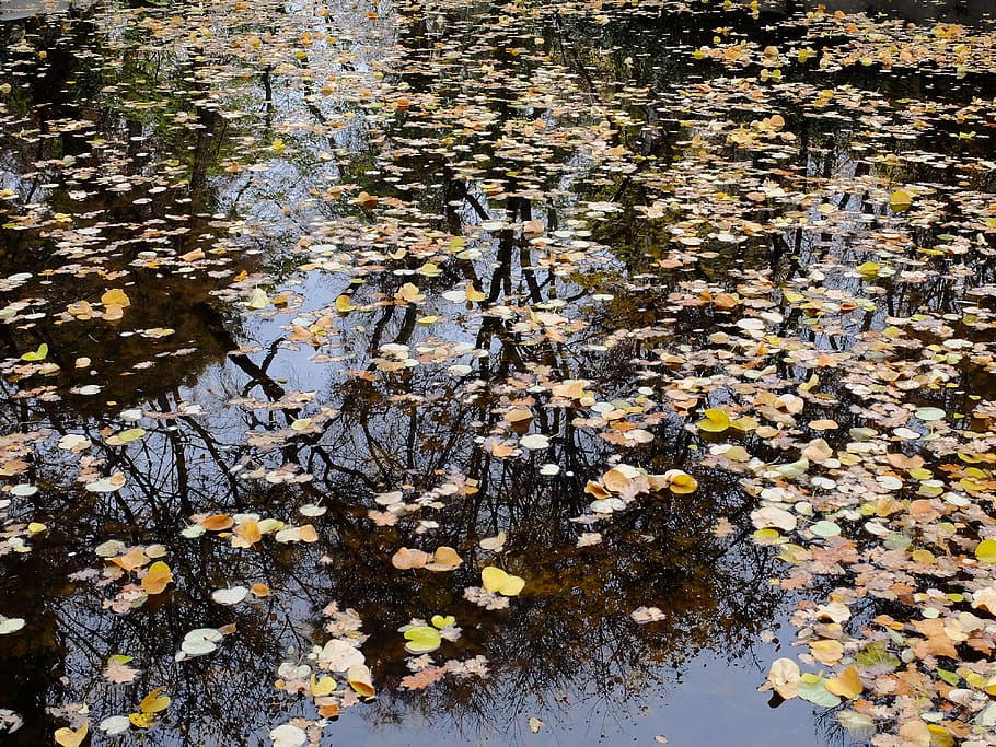 leaf, leaves, pond, water, autumn, forest, garden, lake, floating HD wallpaper