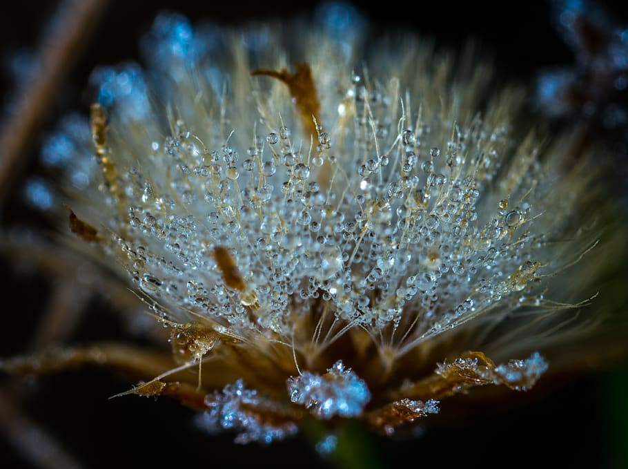 leann, macro, rosa, skerda roofing, water, close-up, beauty in nature HD wallpaper