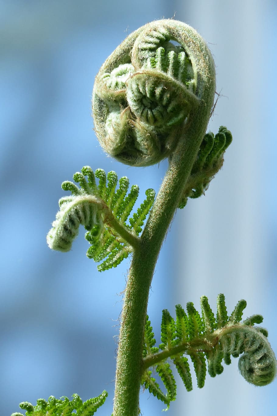 close up, fern, bud, development, green, plant, fiddlehead HD wallpaper