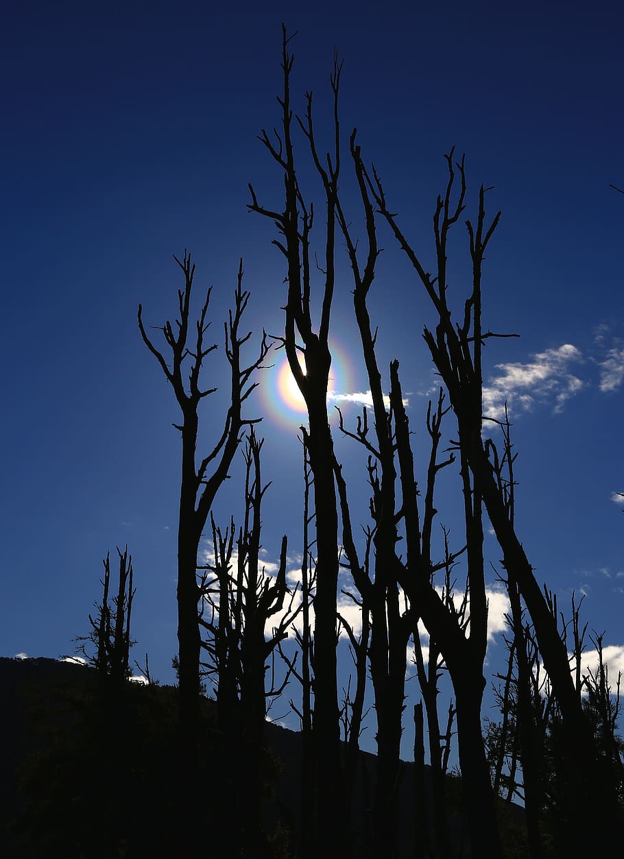 trees, bare, branches, sun, moonlight, dramatic, silhouettes HD wallpaper