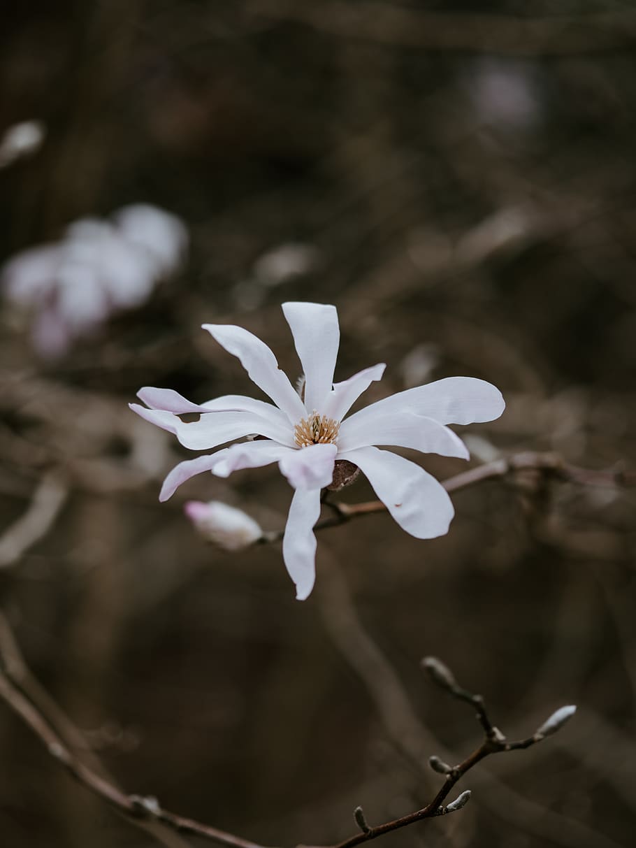 white petaled flower, plant, blossom, geranium, pollen, flax HD wallpaper