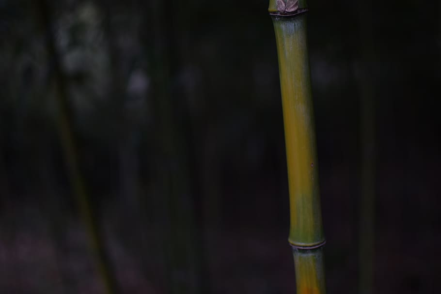 bamboo, green, nature, no people, focus on foreground, close-up HD wallpaper