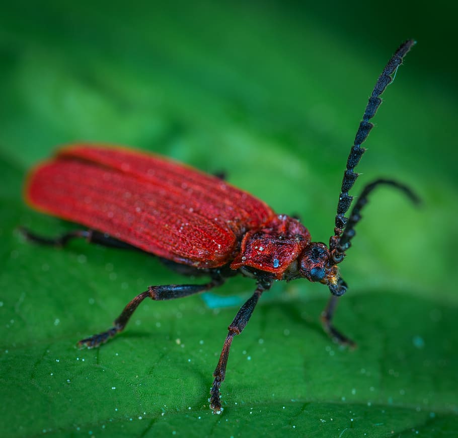 Red Weevil On Green Leaf, beetle, bug, close-up, insect, little HD wallpaper