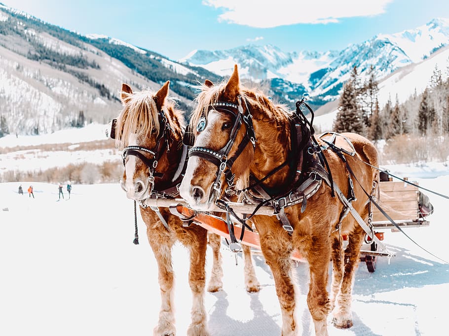 Two Horses, animals, cold, mountain, season, sled, snow, snowy HD wallpaper