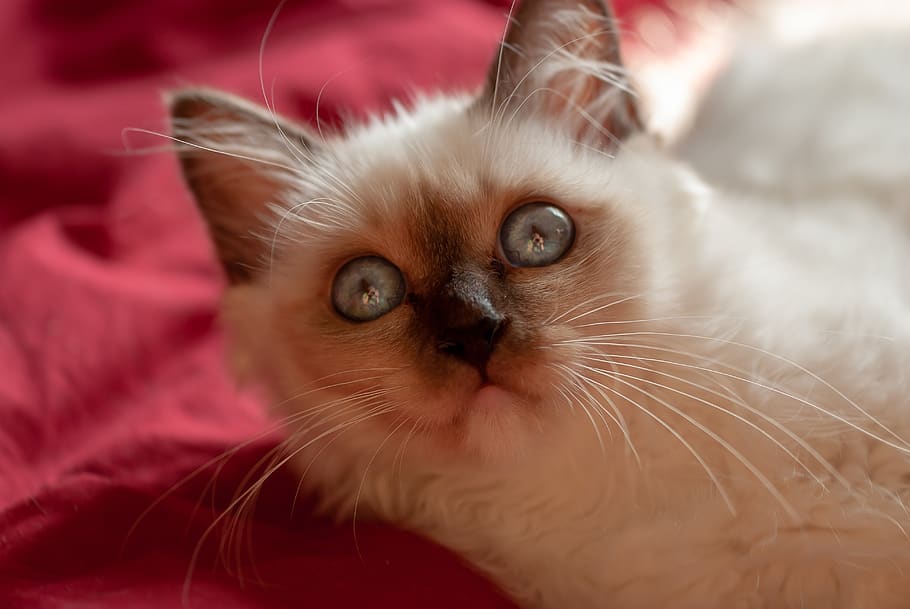 cat, sacred, burma, animals, moustache, domestic, pets, mammal HD wallpaper