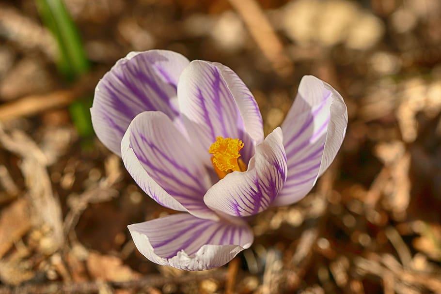 crocus, nature, flower, spring, blossom, flowering plant, freshness HD wallpaper