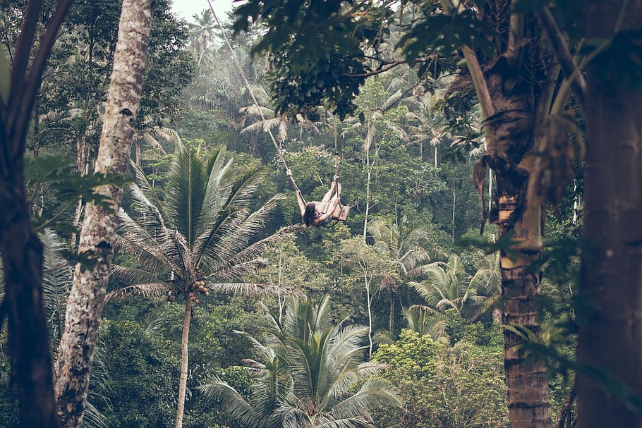 woman climbing between trees, forest, swing, foliage, palm, jungle