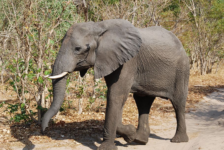 elephant, africa, botswana, animal wildlife, animal themes HD wallpaper
