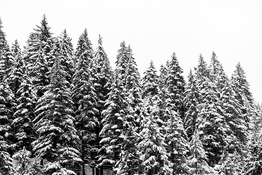 forest, snow, winter, cold, nature, landscape, trees, white HD wallpaper
