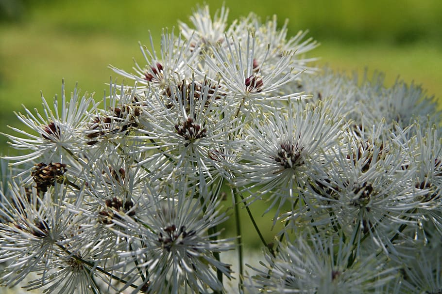 bloom, flowers, white, petals, plant, growth, focus on foreground HD wallpaper