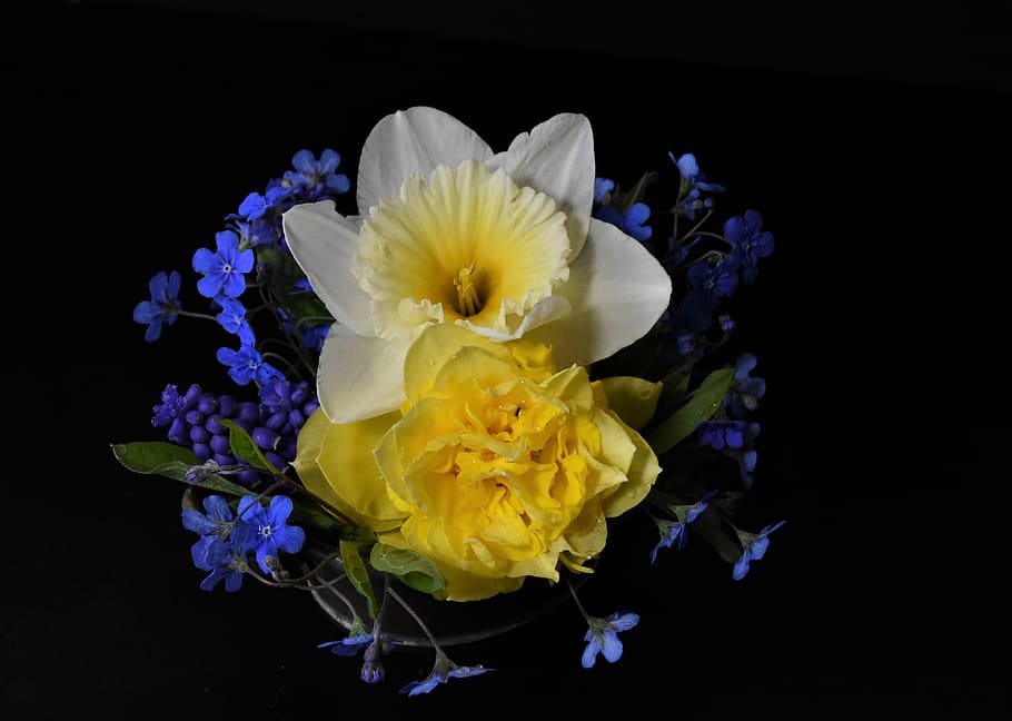 forget me not, tulips, osterglocken, easter, still life, flowers HD wallpaper