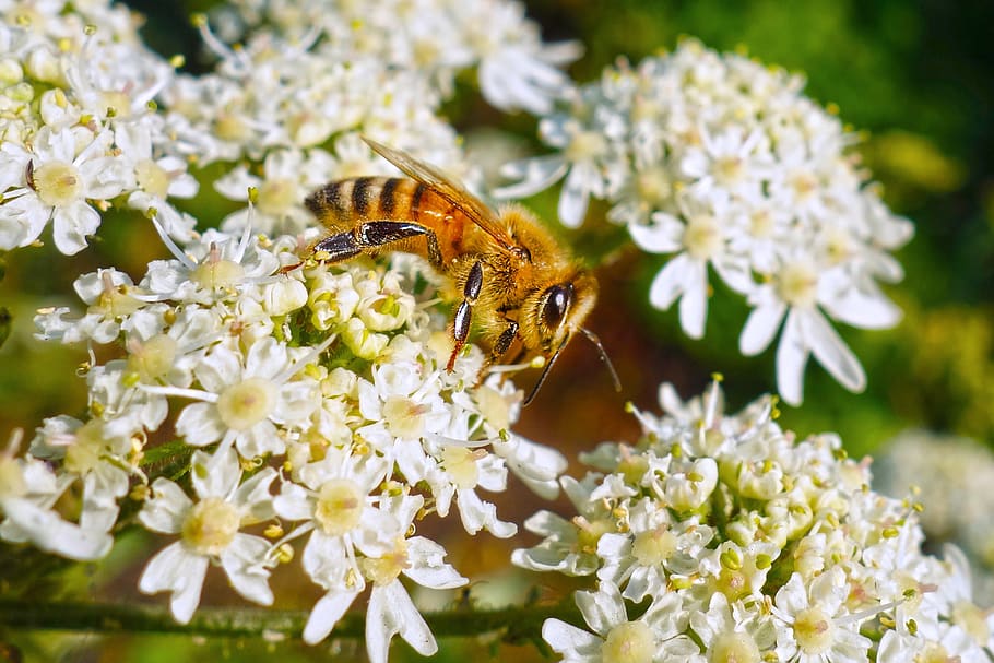 bee, insect, animal, feeding, nectar, honey, flower, pollination HD wallpaper