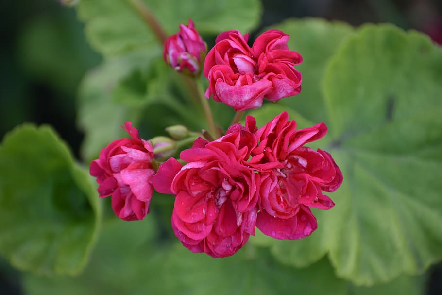 geranium, flower, green, background, leaves, bloom, summer HD wallpaper