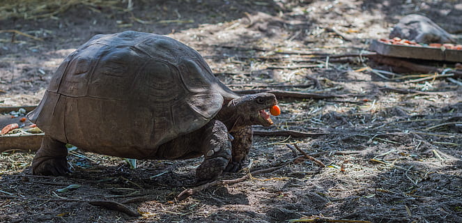 tortoise, eating, animal, turtle, zoo, slowly, feeding, armored HD wallpaper