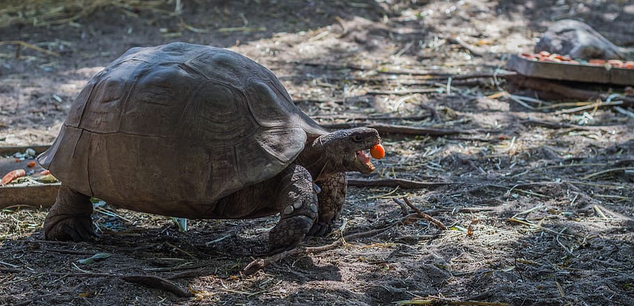 tortoise, eating, animal, turtle, zoo, slowly, feeding, armored HD wallpaper