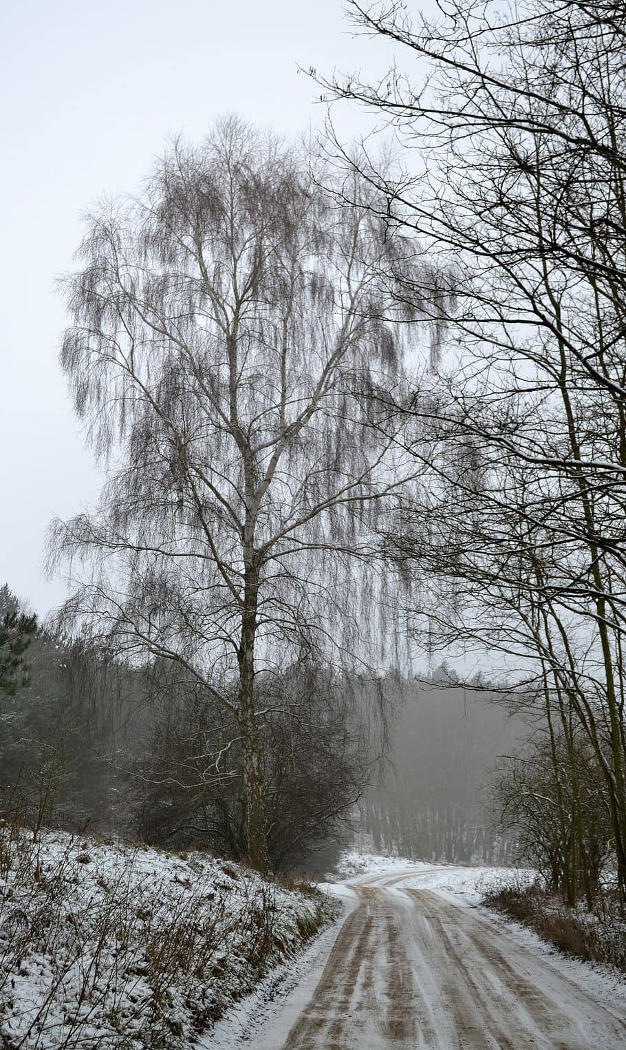 winter, way, forest, snow, landscape, nature, tree, frost, village HD wallpaper