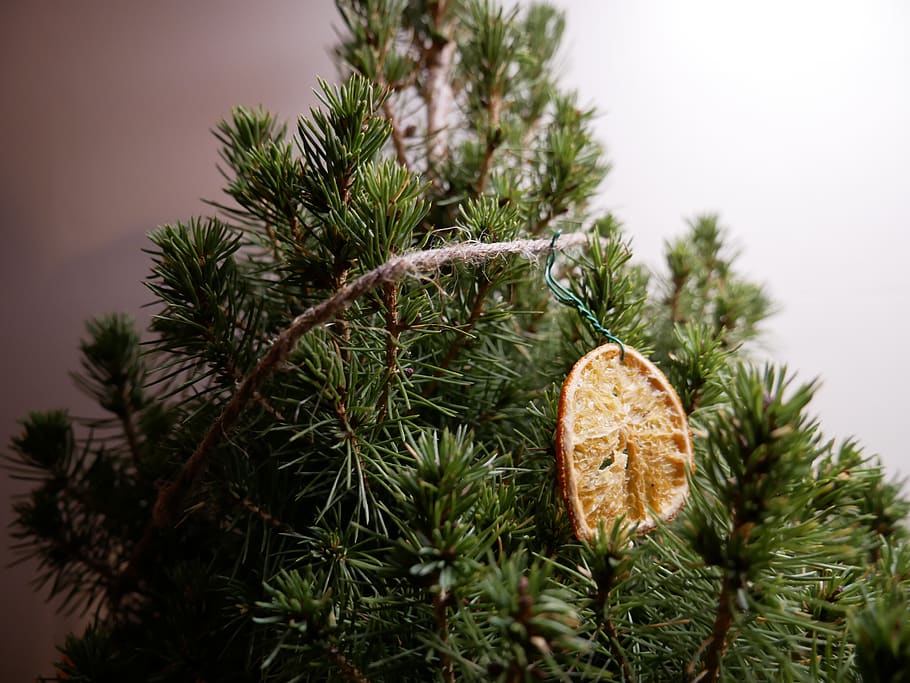 tree, plant, conifer, fir, abies, pine, larch, fruit, pineapple HD wallpaper