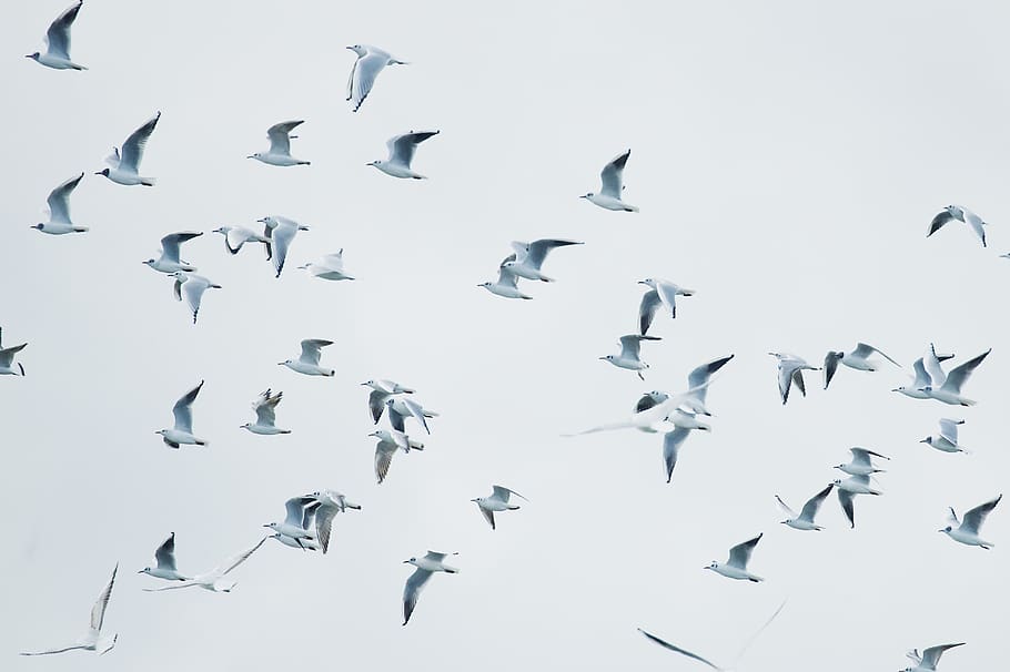 birds in flight, flock, animal, flying, gulls, seagull, tower HD wallpaper
