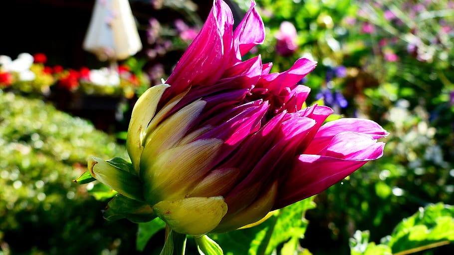 flower, violet, pretty, nature, plants, garden, close, summer HD wallpaper