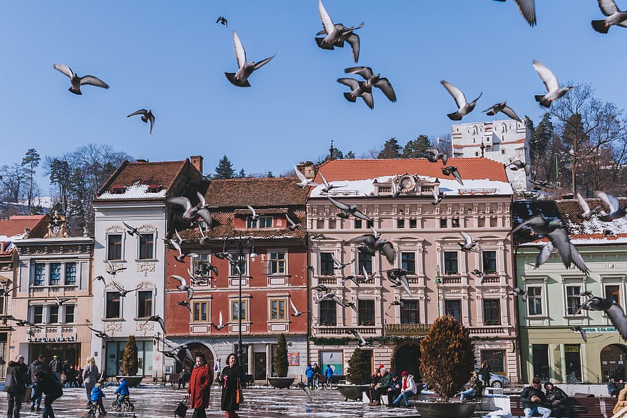 flock of flying pigeons above people walking, downtown, urban, HD wallpaper