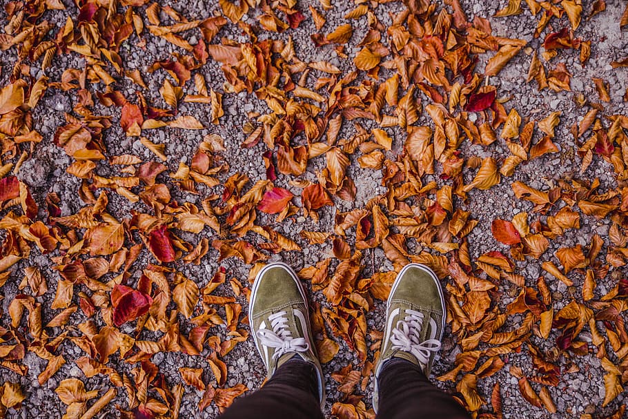 person standing brown dried leaves, shoe, nature, skate shoe, HD wallpaper