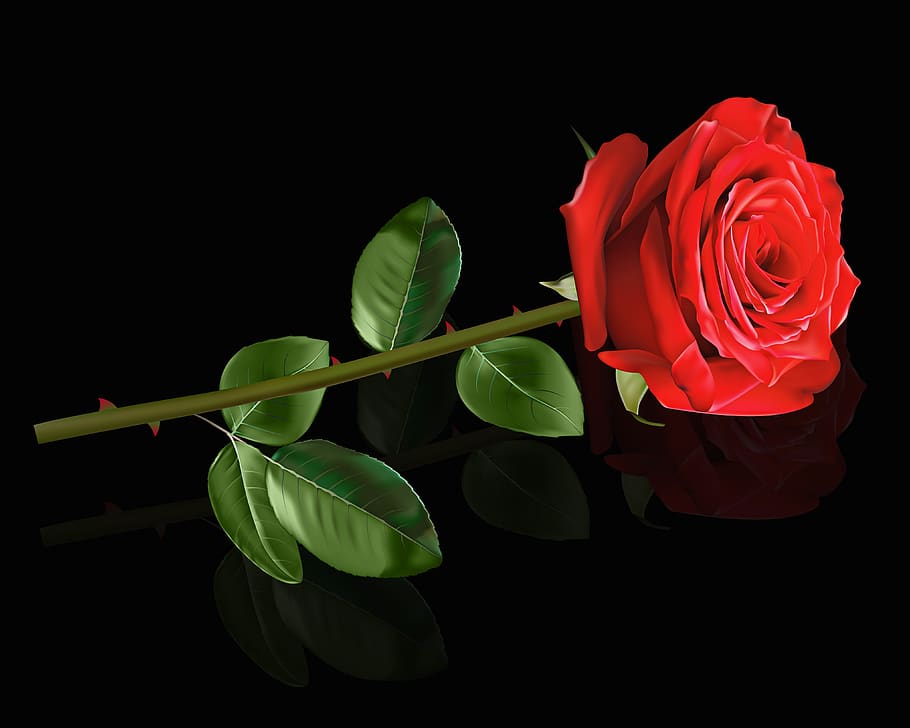 flower, rosa, plant, nature, leaf, red rose, reflection, black background, HD wallpaper