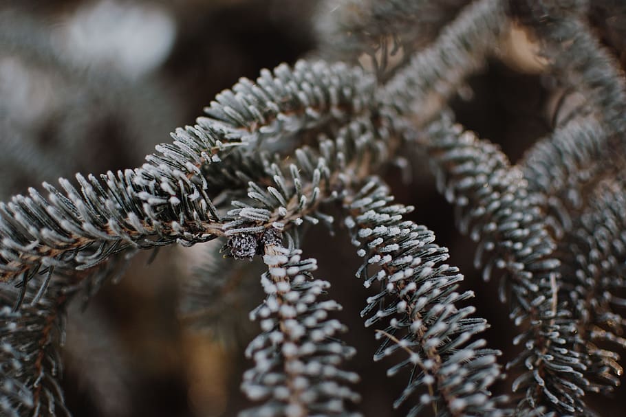 plant, tree, pine, conifer, animal, reptile, lizard, abies HD wallpaper