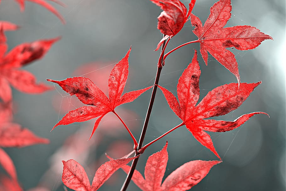 leaves, twig, foliage, tree, autumn colors, red, plant part HD wallpaper