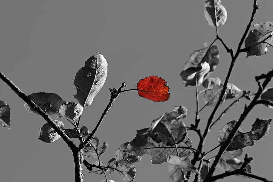 tree, apple, fruit, food, nature, sweet, ripe, plant, red, branch HD wallpaper