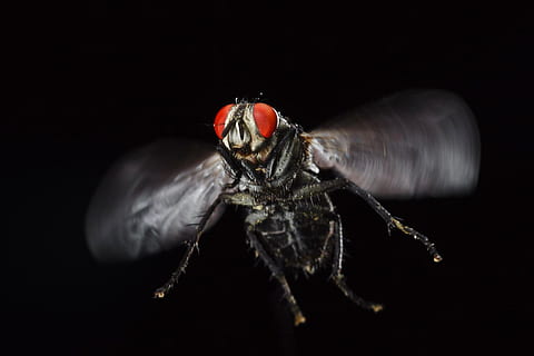 black, blowfly, bug, collection, entomology, grey, hairy, housefly HD wallpaper