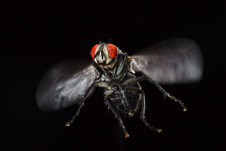 black, blowfly, bug, collection, entomology, grey, hairy, housefly HD wallpaper